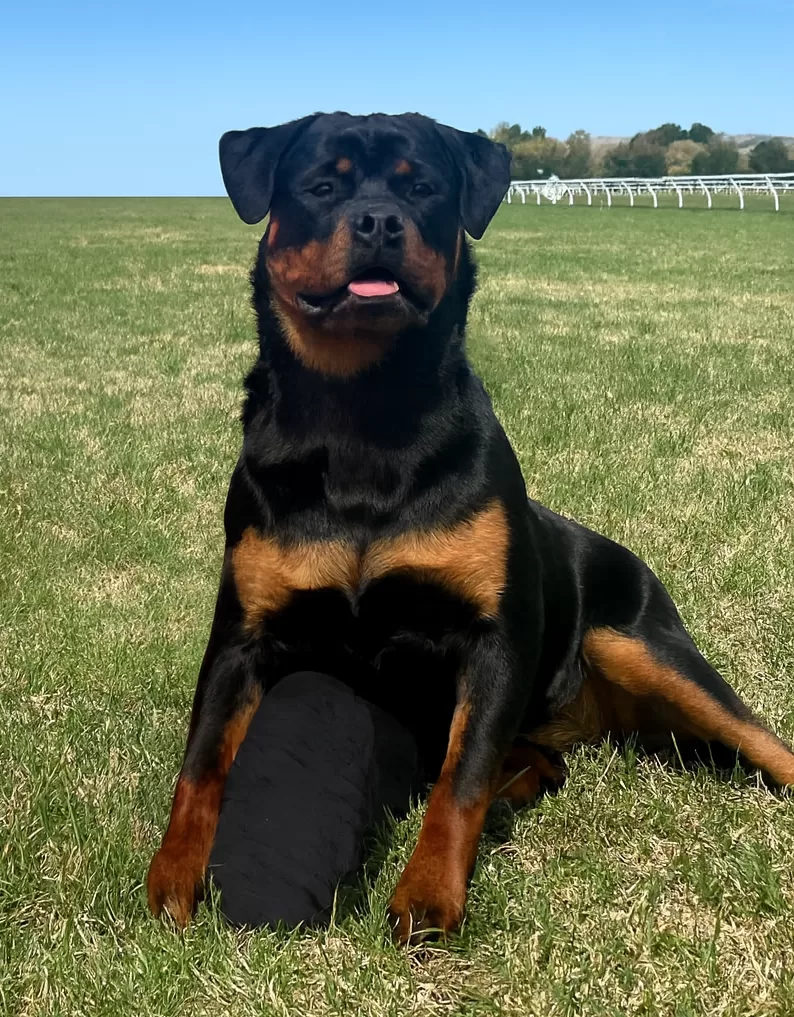 Pet holistic healing session